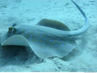 red sea bluespotted ribbontail ray Taeniura lymma 6